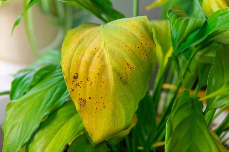 One of the most common signs of overwatering is yellowing leaves.
