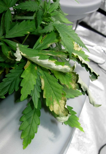 One of the most common signs of root rot is discolored leaves.