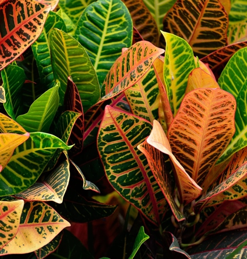 One of the most important things to remember when caring for a croton is to avoid tap water. They are popular houseplants because of their vibrant foliage, but they can be tricky to care for. Tap water can contain chemicals that can damage the plant, so it's best to use filtered or distilled water. Croton plants are native to India and thrive in warm, humid conditions.