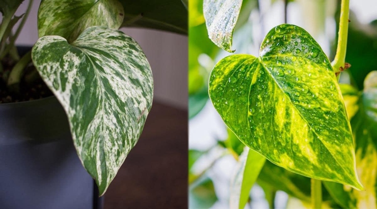 One of the most obvious differences between Pearl and Jade Pothos and Marble Queen is the foliage color.