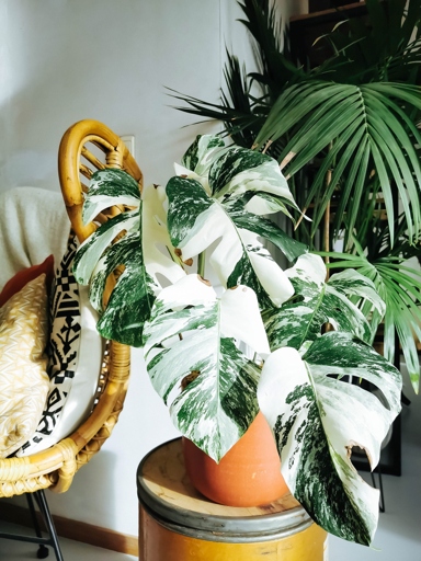 One of the most popular reasons for the monstera's popularity is its memorable name.