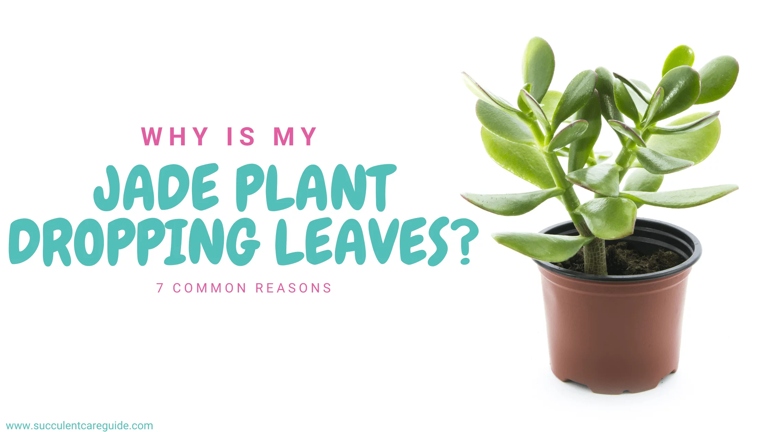 One of the primary causes of a jade plant turning purple is a lack of sunlight.