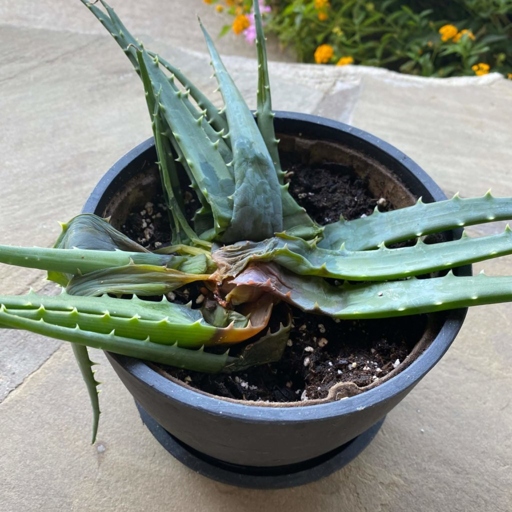 One of the primary causes of aloe root rot is overwatering.