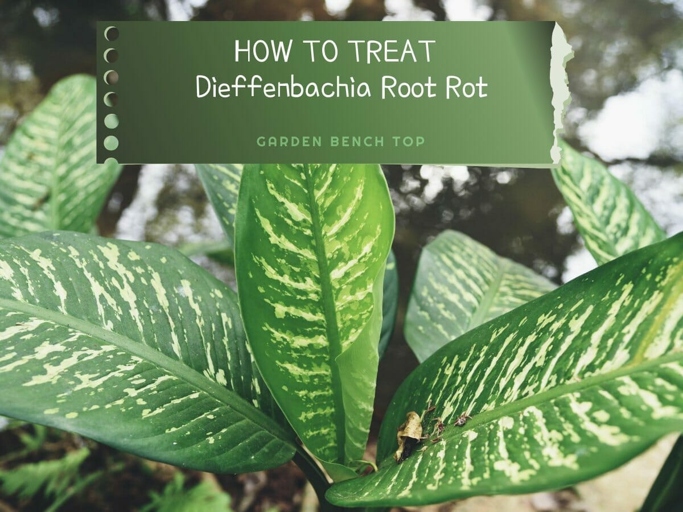 One of the primary causes of Dieffenbachia root rot is too much moisture in the soil.