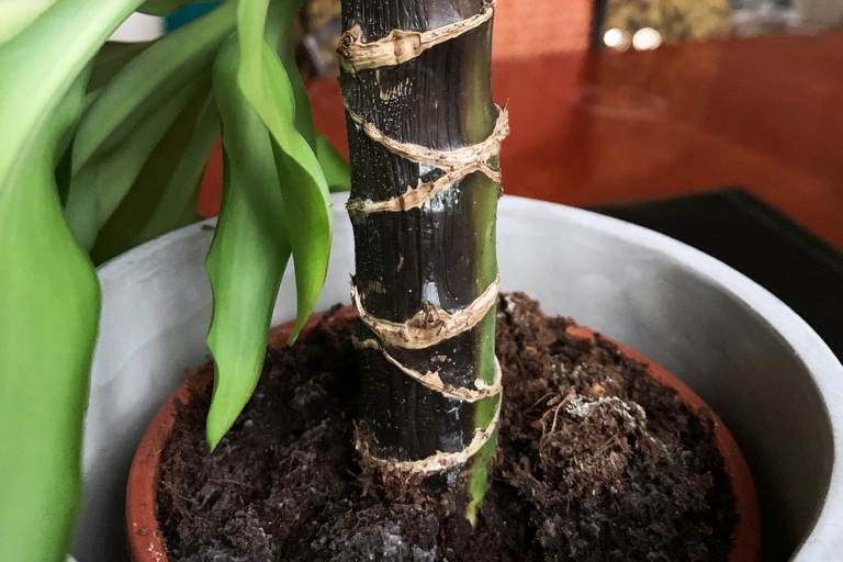 One of the primary causes of root rot in Dracaena is overwatering.