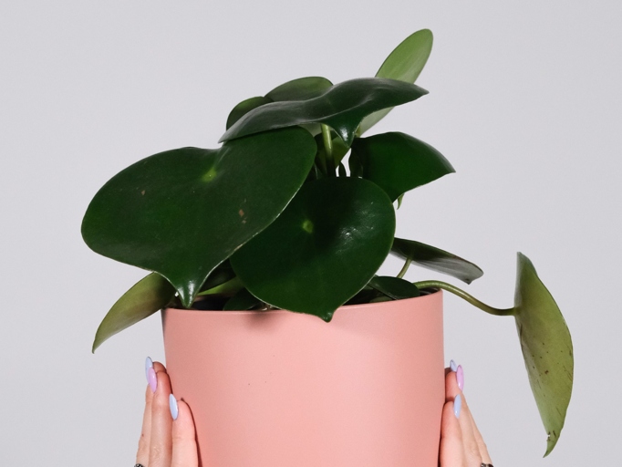 One of the reasons your peperomia leaves may be falling off is because you are planting them incorrectly.