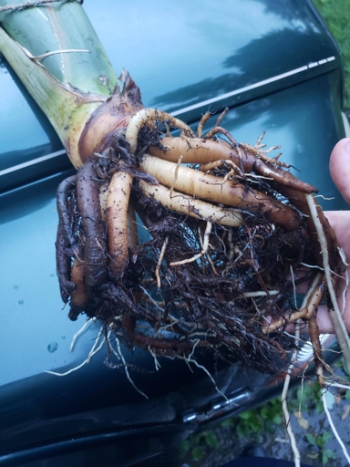 One of the signs of bird of paradise root rot is discolored leaves.