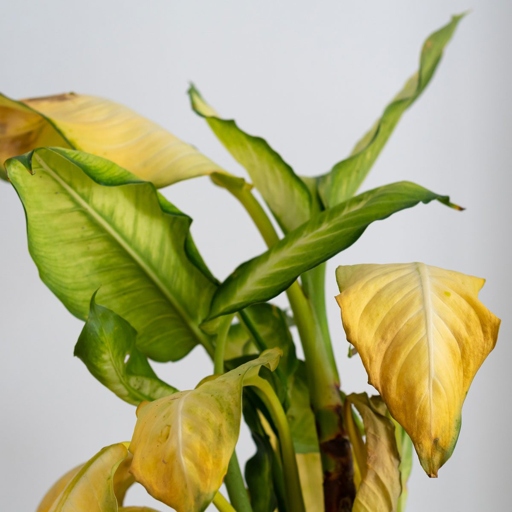 One of the signs of over-watering is when the leaves of the plant start to turn yellow.