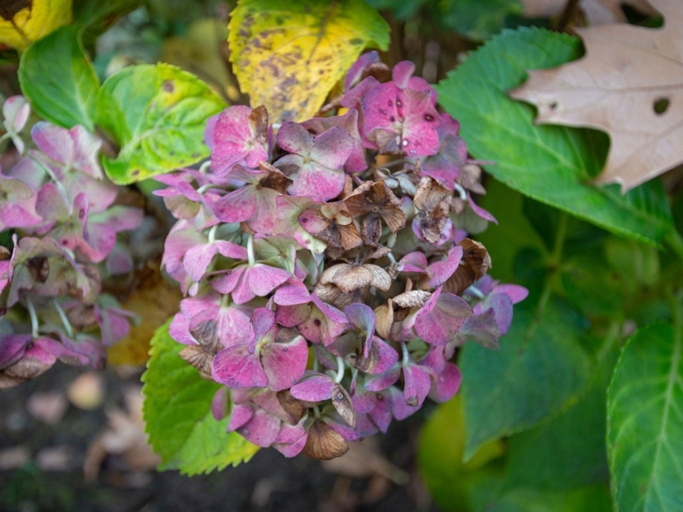 One of the signs that your hydrangea is overwatered is dropping leaves.