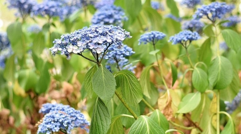 One possible cause for browning hydrangea leaves is constricted roots, which can be caused by a number of factors including compacted soil, lack of water, or too much fertilizer.