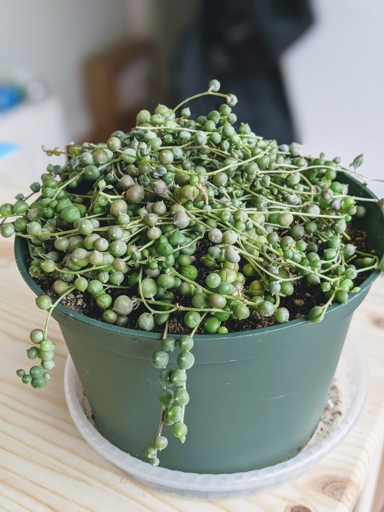 One possible cause for your String of Pearls turning purple is root rot.