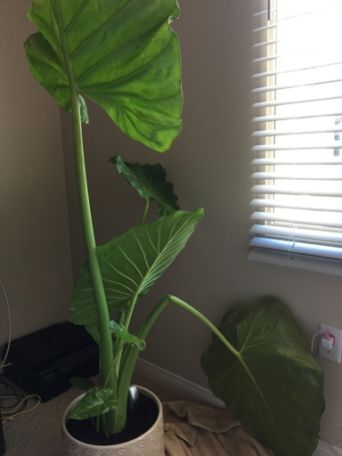 One possible cause of an elephant ear plant stem breaking is if the plant is top-heavy and the stem is not strong enough to support the weight of the plant.