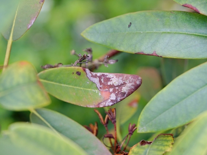 One possible cause of black leaves on rhododendron is an insect infestation.