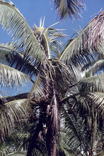One possible cause of brown leaves on a palm tree is a disease called 