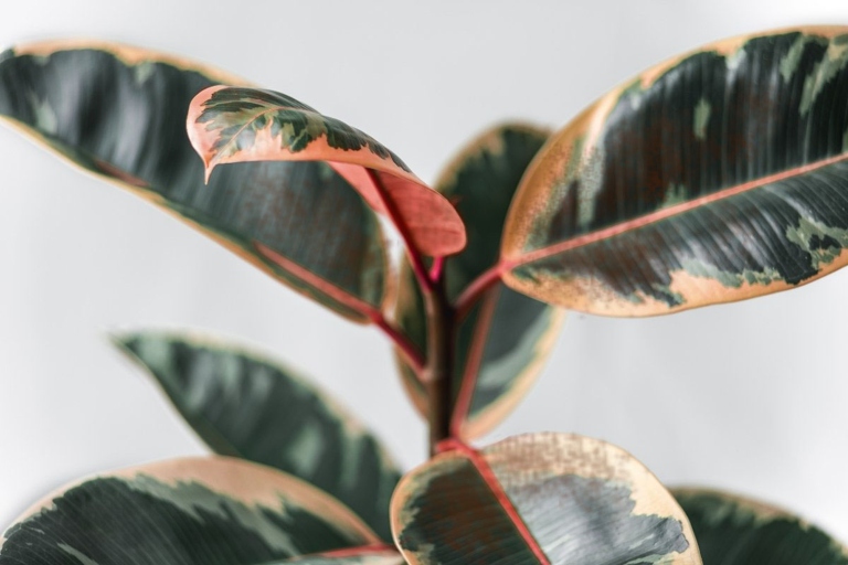 One possible cause of brown spots on a rubber plant is anthracnose, which is a fungal disease.