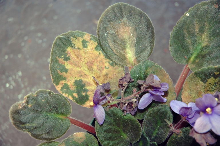 One possible cause of brown spots on African violet leaves is ring spot.