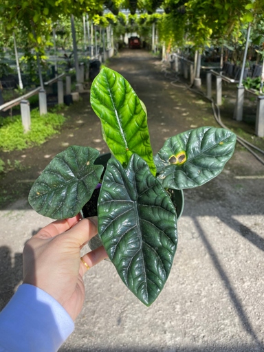 One possible cause of brown spots on Alocasia leaves is a fungal disease called Colletotrichum leaf spot.