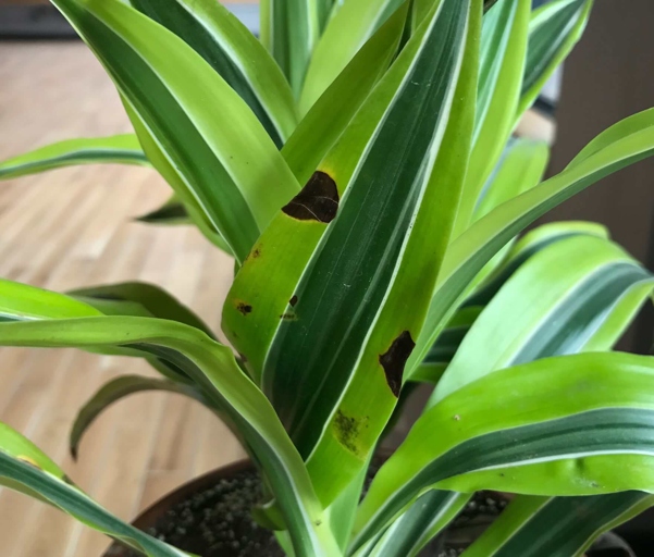 One possible cause of brown spots on Dracaena leaves is excess light.