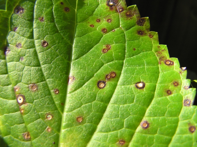 One possible cause of brown spots on gardenia leaves is cercospora leaf spot.