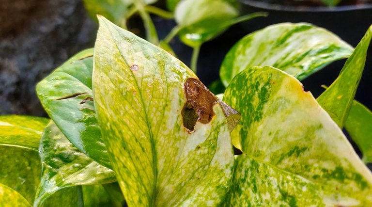 One possible cause of brown spots on pothos plants is low humidity.