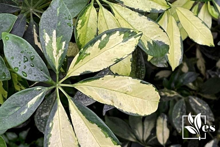 One possible cause of brown spots on Schefflera leaves is underwatering.