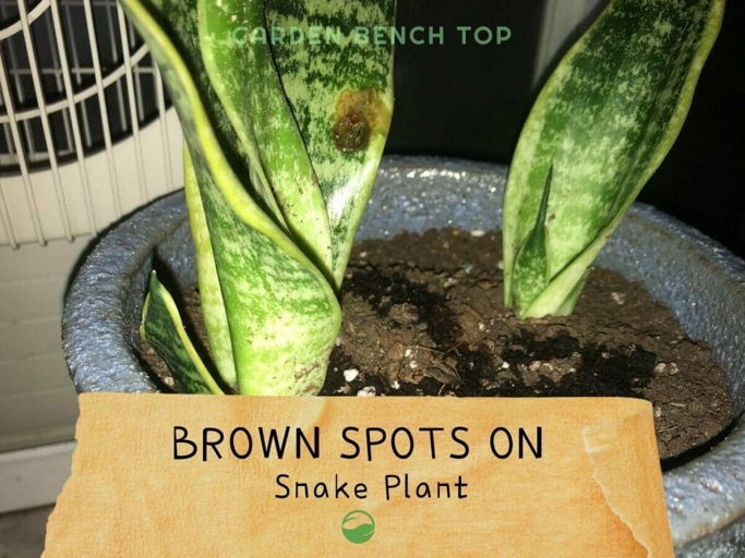 One possible cause of brown spots on snake plants is alcohol spray.