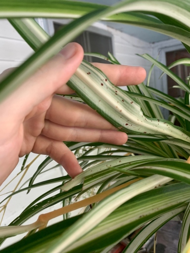 One possible cause of brown spots on spider plants is a fungal disease called rust.