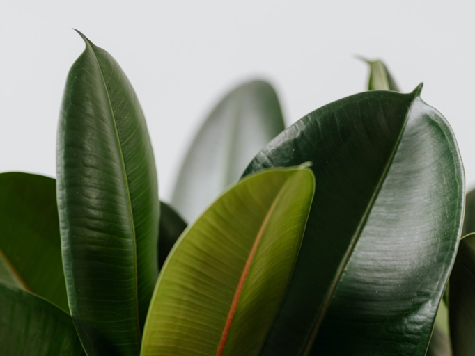 One possible cause of browning leaves on a rubber plant is insufficient light, so the plant should be moved to a brighter location.