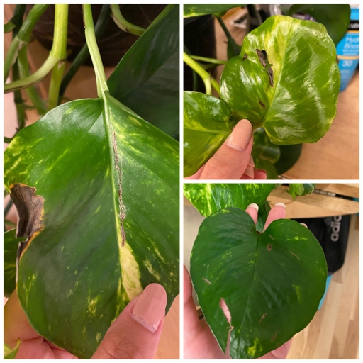 One possible cause of holes in pothos leaves is physical damage.