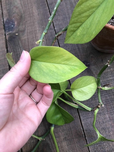One possible cause of Hoya leaves turning yellow is lack of nutrients.