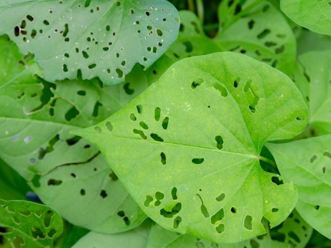 One possible cause of irregular holes in pothos leaves is pests, such as caterpillars, mites, or aphids.