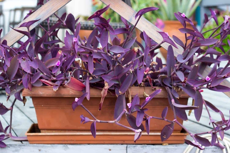 One possible cause of leggy wandering jew plants is excessive fertilizer.