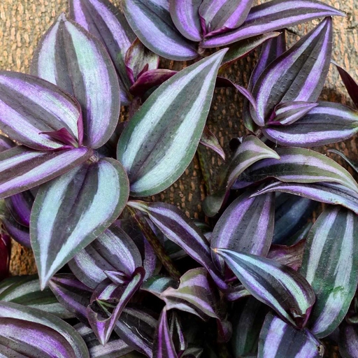 One possible cause of leggy wandering jew plants is that they are not getting enough light.