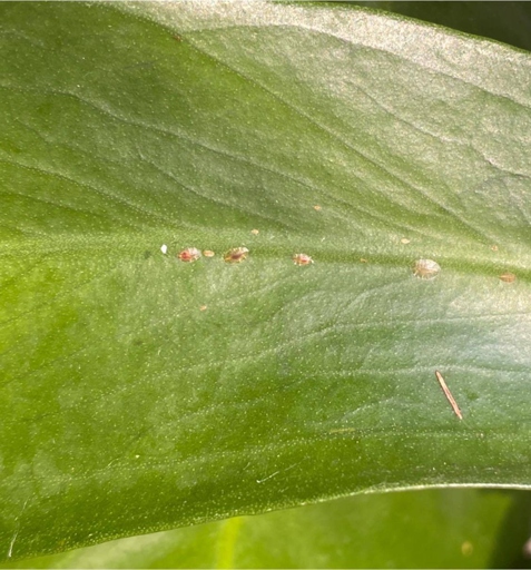 One possible cause of monstera brown stems is scale insect infestation.