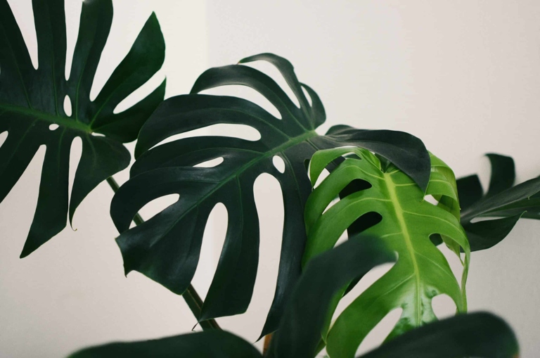 One possible cause of monstera leaves curling is chemicals in city tap water.