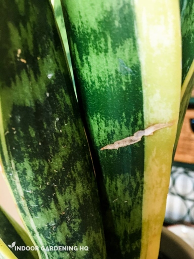 One possible cause of snake plant leaves splitting is if the plant is located in an area with too much direct sunlight.