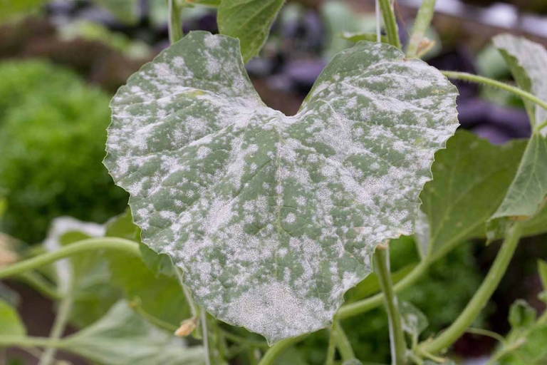 One possible cause of white spots on mint leaves is a fungal disease called powdery mildew.