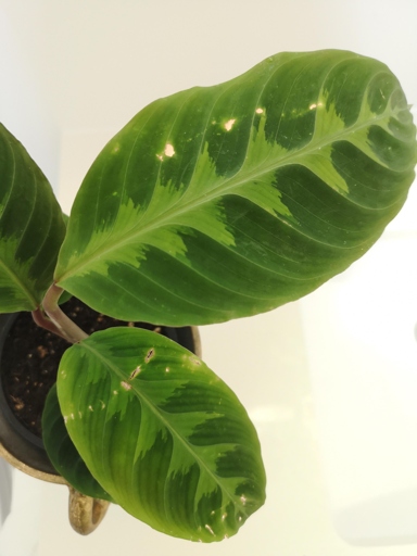 One possible cause of yellow spots on Calathea leaves is a pest infestation.