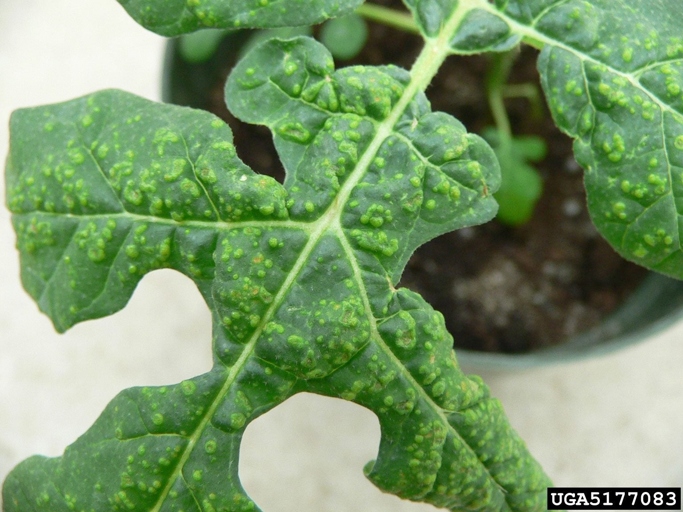 One possible cause of yellow spots on Calathea leaves is edema, which is the accumulation of water in plant tissue.