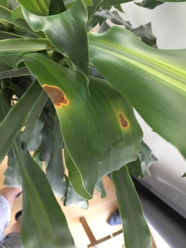 One possible cause of yellow spots on Dracaena leaves is a lack of nutrients.
