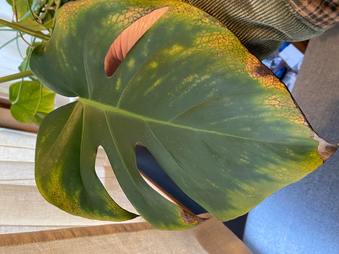 One possible cause of yellow spots on Monstera leaves is rust.