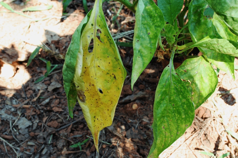 One possible cause of yellow spots on pepper leaves is improper watering.
