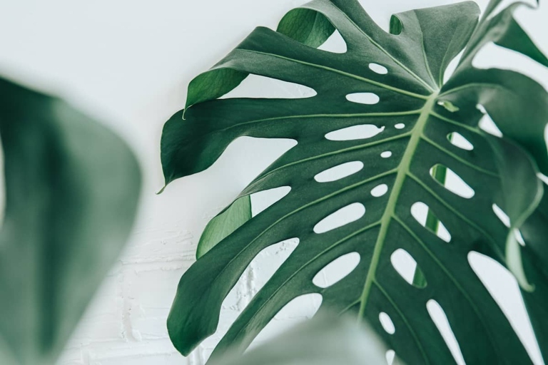 One possible cause of your droopy Monstera after repotting could be that you didn't provide enough support for the plant.