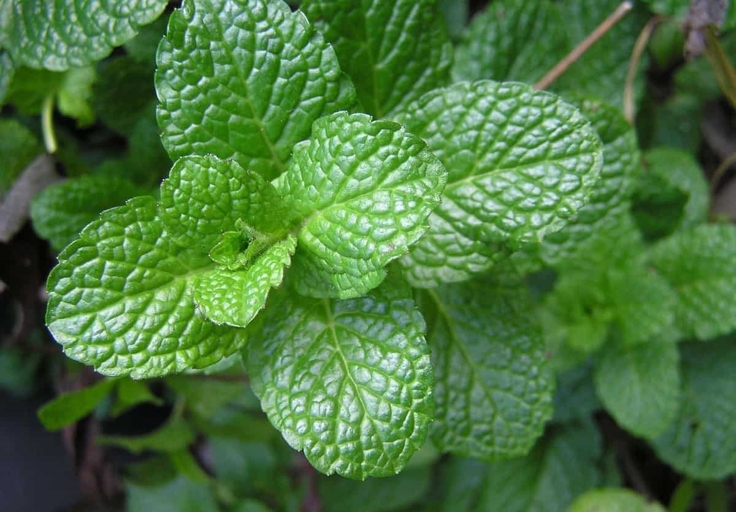 One possible cause of your mint dying is heat stress.