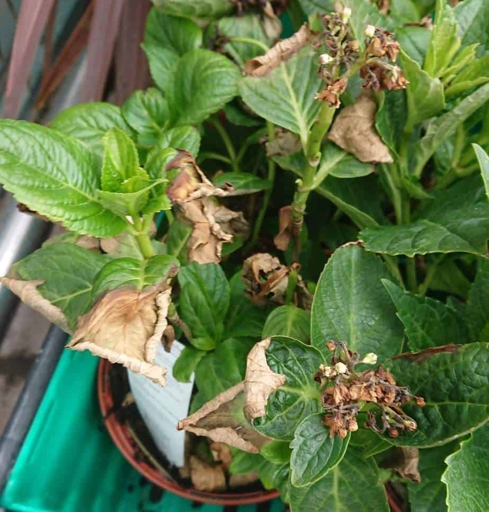 One possible cause of your potted hydrangea wilting is root damage.