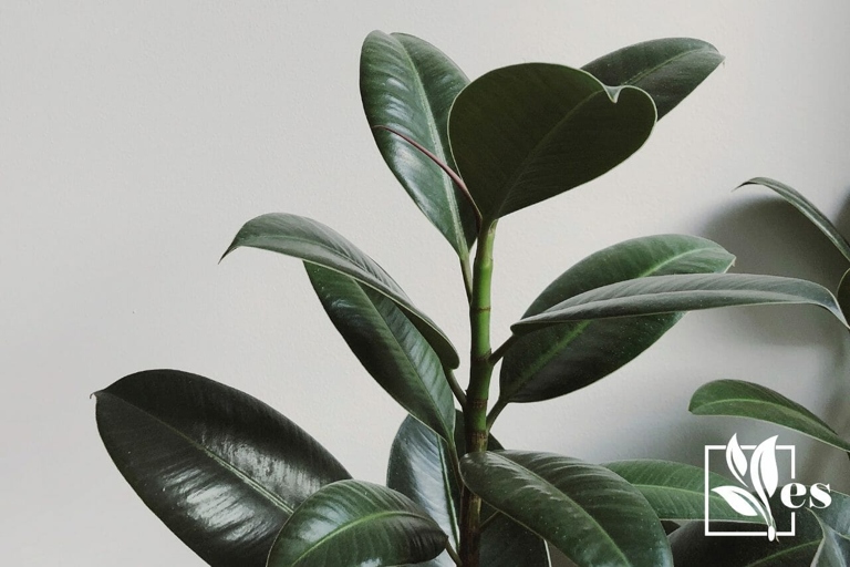 One possible reason a rubber plant may become dehydrated is due to insufficient watering.