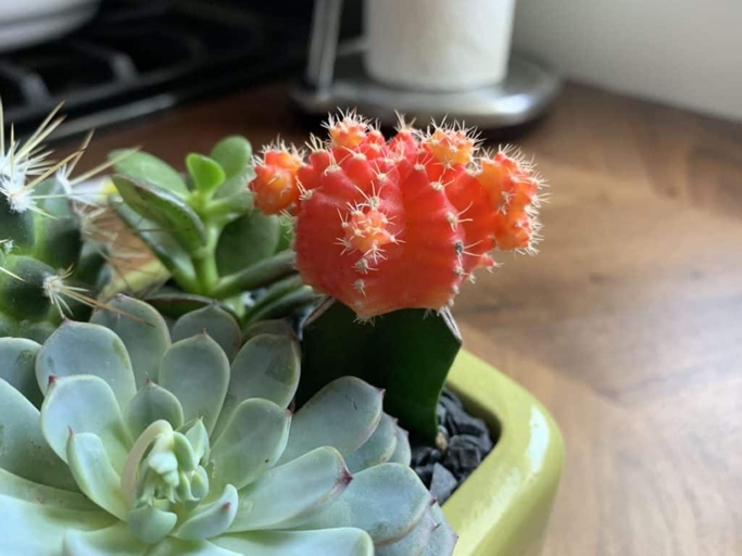 One possible reason for a cactus turning red is a lack of water.