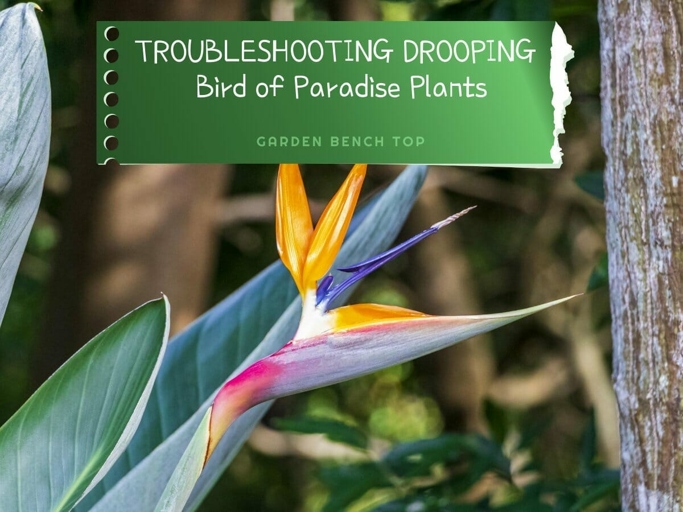 One possible reason for a drooping bird of paradise plant is lack of roots development.