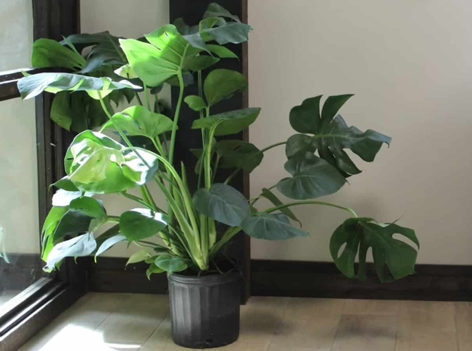 One possible reason for a drooping philodendron is loss of turgor pressure.