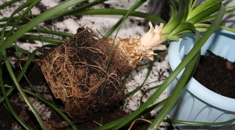 One possible reason for a dying ponytail palm is palm crown rot, which is caused by a fungus and results in the leaves turning brown and dying.